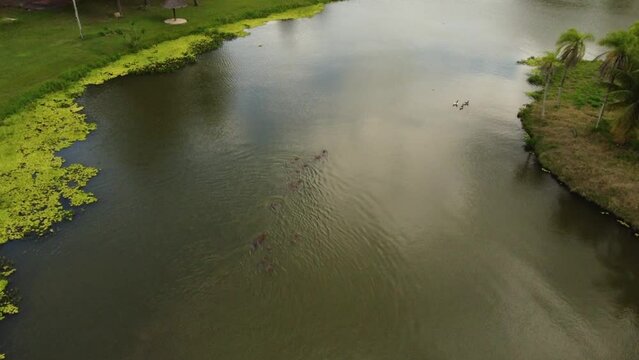 Elegancia acu&aacute;tica: Capibaras nadando con gracia en la laguna