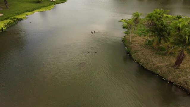 Aguas cristalinas y capibaras: Un encuentro asombroso en la laguna