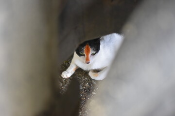 Tri-Colored Cat Portraits: Capturing the Essence of White, Black, and Orange Beauty