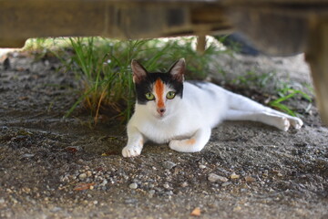 Naklejka na ściany i meble Tri-Colored Cat Portraits: Capturing the Essence of White, Black, and Orange Beauty