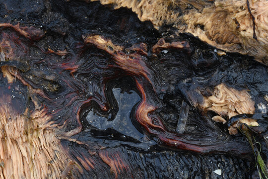 Macro image of driftwood washed up on a Cornish Beach