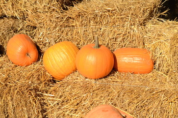 Decorations for Halloween. Beautiful big pumpkins among the hay. beautiful pumpkins on haystacks. Autumn. Halloween. Village fair, photo zone Space for text