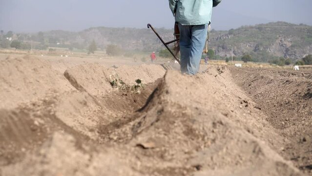 The labor of the peasant: Cultivating amaranth in Mexico with the help of a horse