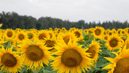 Fototapeta premium Sunflower field in the early morning, bright and large flowers