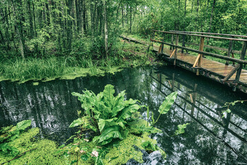 Fototapeta na wymiar Swamp in the forest
