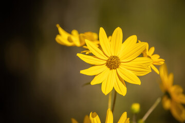 yellow flower