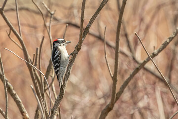 woodpecker