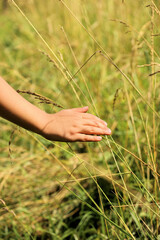 wheat in the hands