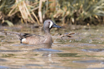 duck in the water
