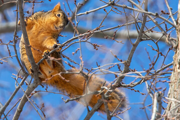 squirrel in tree