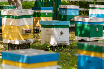 Many set of wooden beehive in the spring garden in the apiary to collect honey. Row of colorful...