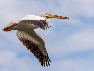 pelican in flight