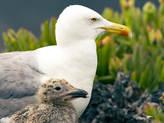 close up of a seagull in the grass