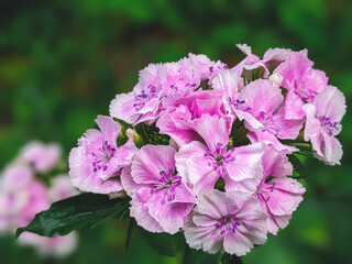 Dianthus caryophyllus carnation clove pink light violet flowers in bloom, cultivated flowering plants