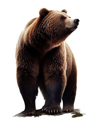 brown bear on a white background