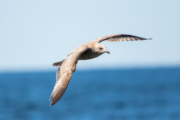 seagull in flight