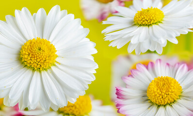 Fototapeta premium bouquet of white and pink daisies on a yellow background
