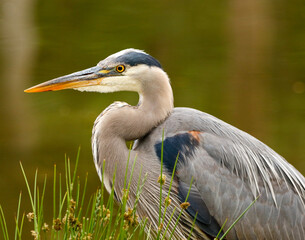 great blue heron