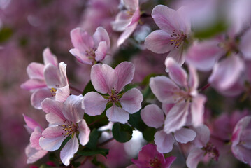 Dark pink apple blossoms in spring. Beautiful red apple and bokeh flowers. Large flowers.