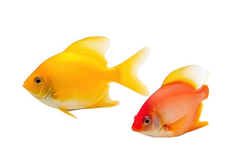 Fototapeta premium Harmonious Hues fish. Transparent background. generative AI