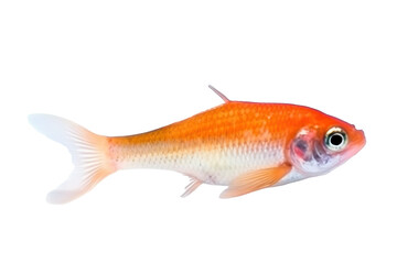 Fototapeta premium Moonstone Minnow fish. Transparent background. generative AI