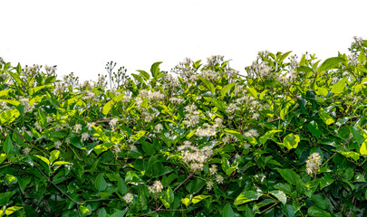 Clematis vitalba climber flowering hedge with white flowers isolated, frame border