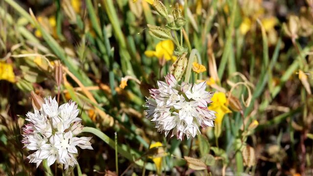 Red Skinned Onion, Allium Haematochiton, displaying springtime blooms in the San Rafael Mountains, a native perennial monoclinous herb with cymose umbel inflorescences.