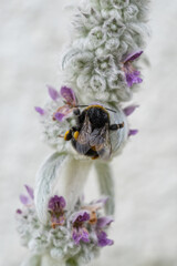 A bumblebee pollinating a suede plant.