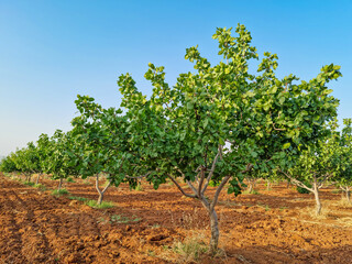 Fototapeta na wymiar Pistachio tree orchard in spring, pistachios farm