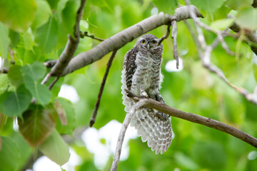 Spotted owlet on top of tree and watching. Spotted owlet is a small owl which breeds in tropical Asia. Bangkok, Thailand.