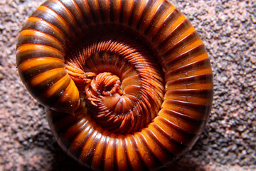 Close-up of millipede curled up on the ground,See the legs of millipede in a hundred legs on white background.