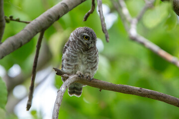 Spotted owlet on top of tree and watching. Spotted owlet is a small owl which breeds in tropical Asia. Bangkok, Thailand.
