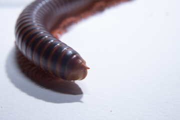 Close-up of millipede curled up on the ground,See the legs of millipede in a hundred legs on white background.