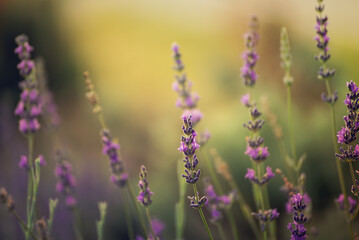 Lavender beautiful flowers