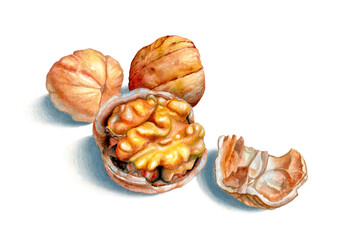 Cracked walnuts watercolor