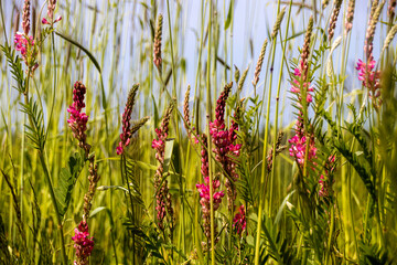 lila Fingerhut auf einer gr&uuml;nen Wiese