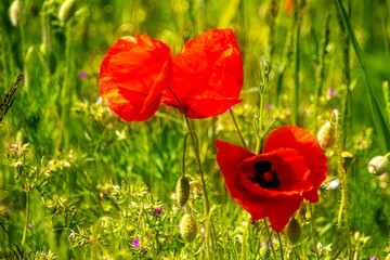 Rote Bl&uuml;hte Mohn
