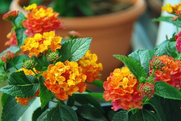 Freshly planted yellow , orange , multicolored lantana flowers