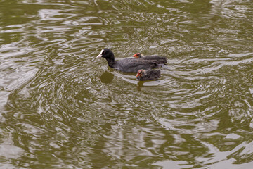 duck in the water