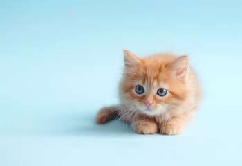 ginger cat on a blue background
