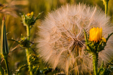 huge and big dandelion in the sun on a sunny day in the golden hour of the sunset. Nice contrast and orange range of colour