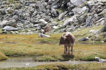 Cows in Lakes de San Mauricio National Park, Catalonia, Spain