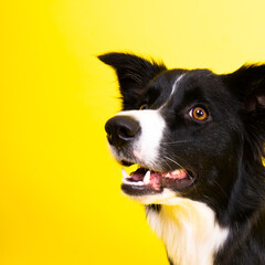 Young Black and white Border collie sitting and looking at the camera