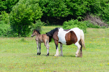 Mare with foal in a pasture in springtime.