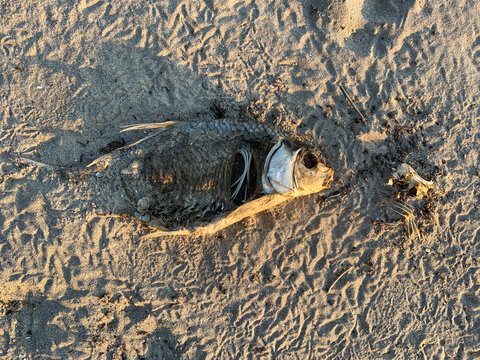 Dead fish and bones decompose on the shore of Lake Erie Ohio. Depicting climate change, global warming, and natural disasters