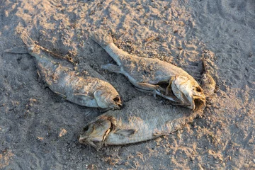 Tuinposter Dead fish and bones decompose on the shore of Lake Erie Ohio. Depicting climate change, global warming, and natural disasters © Michael Carni