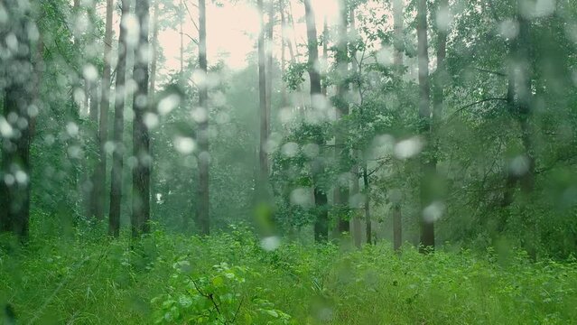 Deciduous and coniferous trees on a rainy day through the car window on which raindrops fall. Summer season bad weather.