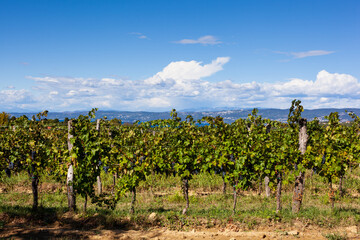 Fototapeta na wymiar Vineyards along Wine Road, Slovenia