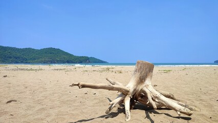 Fototapeta na wymiar A large piece of driftwood with large roots on the white sand of a beach during the day with bright blue sky in Pacitan, Indonesia 