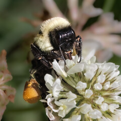 A female Bombus impatiens bumble bee foraging on white clover flowers. Long Island, New York, USA.
